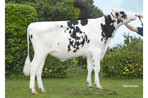 Aktionsbulle Volbeat P: Hornlos und Spitzenwerte!