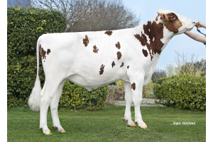 Brakels Elevate verstorben!