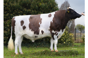 Tatsächliche realisierte 305-Tage-Leistung: Wie verbessern sich die Bullen im Laufe der Laktationen?