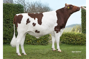 Gute Milchleistung, hohe Töchterfruchtbarkeit und aAa 516 aus der Bontje-Familie!