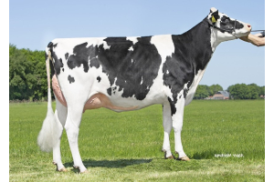 K.I. Kampen kommt mit Dreamtime P Rf-Töchtern zur HHH-Show!