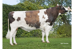 Reliever-Töchtergruppe: Die Auswahl ist getroffen!