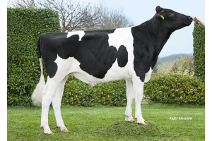 Koepon Dingle: internationaler Bullenvater mit erstklassiger Genomik!