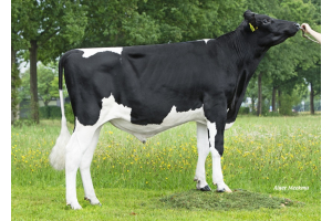 Aktualisierung der aAa-Codes K.I. Kampen Bullen