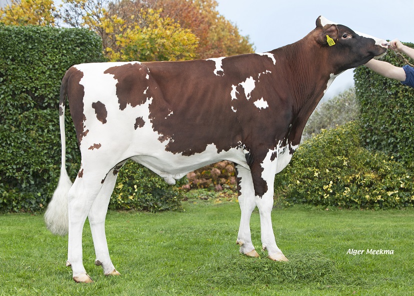 Aktionsbulle Pittsburgh: Gesunde Kühe mit hervorragenden Leistungen!