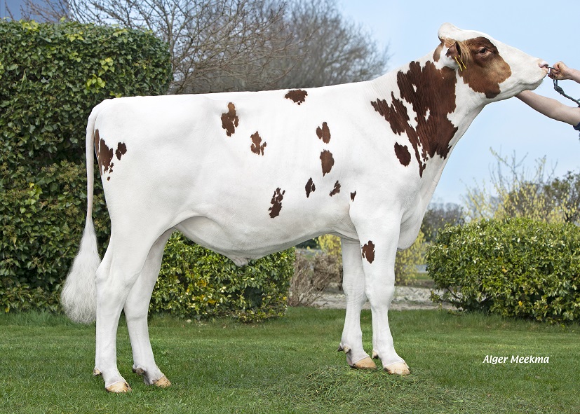 Brakels Elevate verstorben!