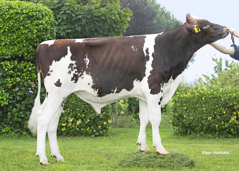 Aktionsbulle Pelagos: Milch, Exterieur und frisches Blut!