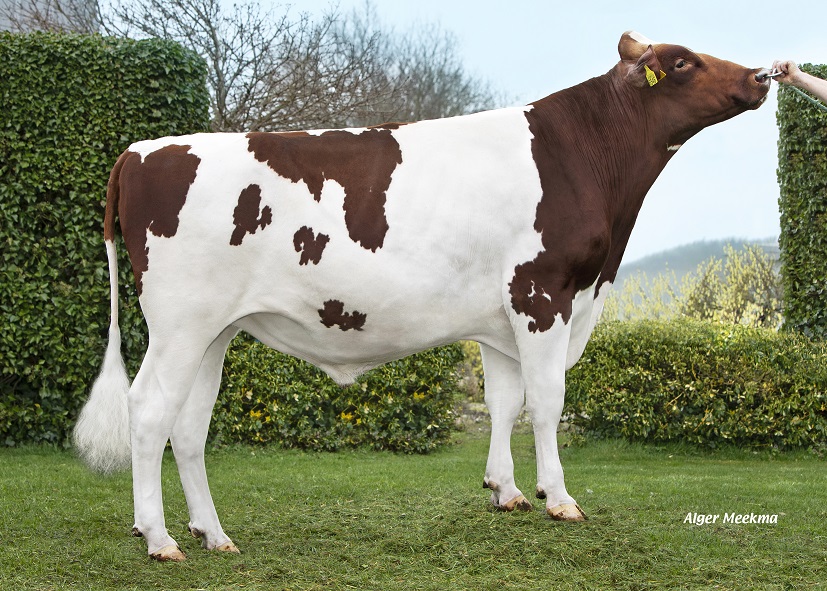 Gute Milchleistung, hohe Töchterfruchtbarkeit und aAa 516 aus der Bontje-Familie!