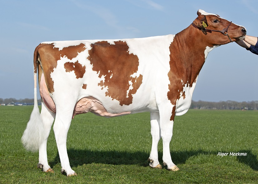 Pepijn-Töchter schneiden bei Mts. Hofmeijer-Van der Kuip gut ab