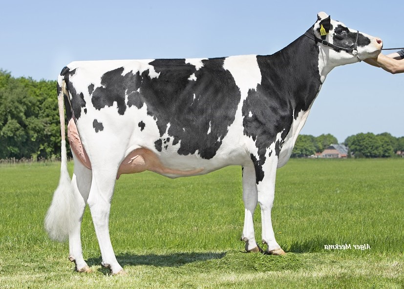 K.I. Kampen kommt mit Dreamtime P Rf-Töchtern zur HHH-Show!