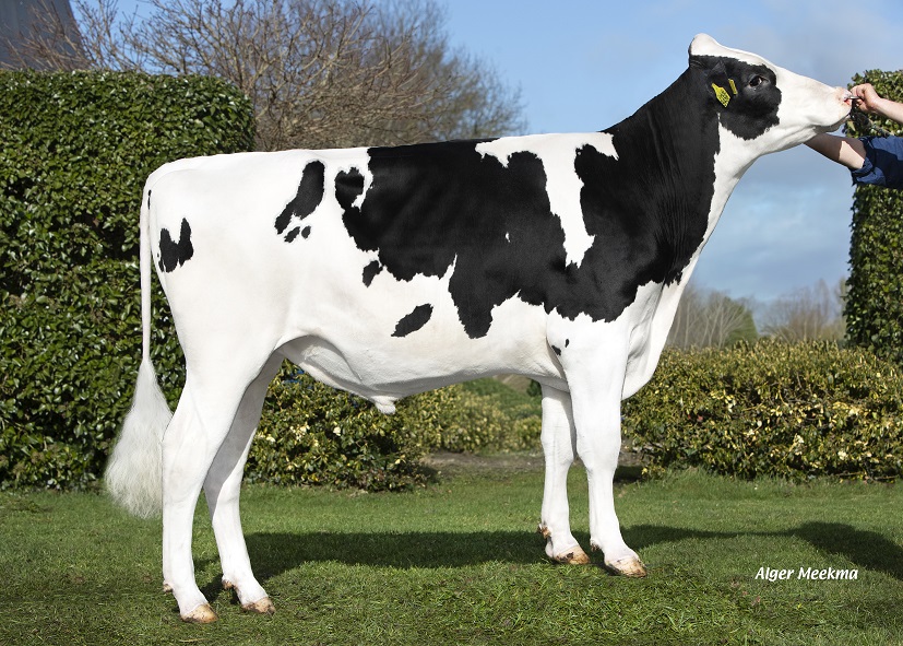 K.I. Kampen verfügt über ein sehr breites Angebot an genomisch getesteten Bullen!