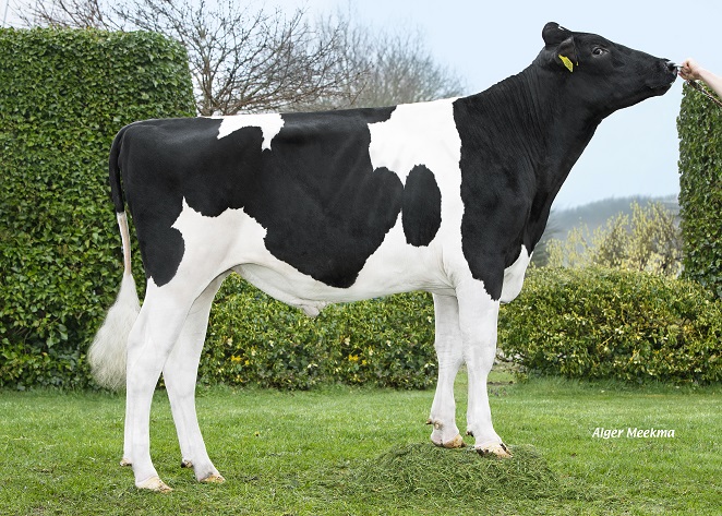 Koepon Dingle: internationaler Bullenvater mit erstklassiger Genomik! 