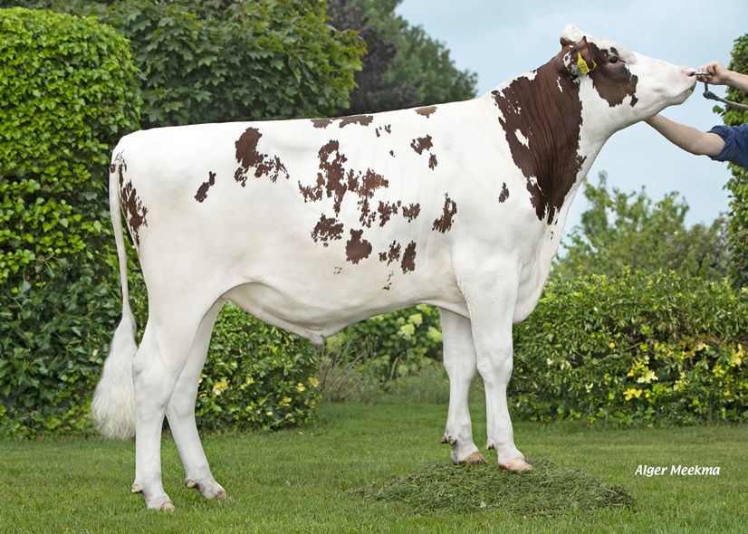 Aktionsbulle Mariahoeve Trandy: das Sinnbild für Solidität und Zuverlässigkeit!