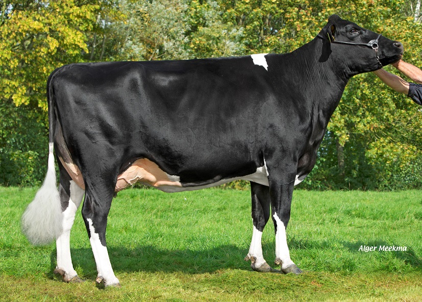 Caudumer Lol 342: 100.000-Liter-Kuh für viele K.I. Kampen-Bullen und beste Kühe!