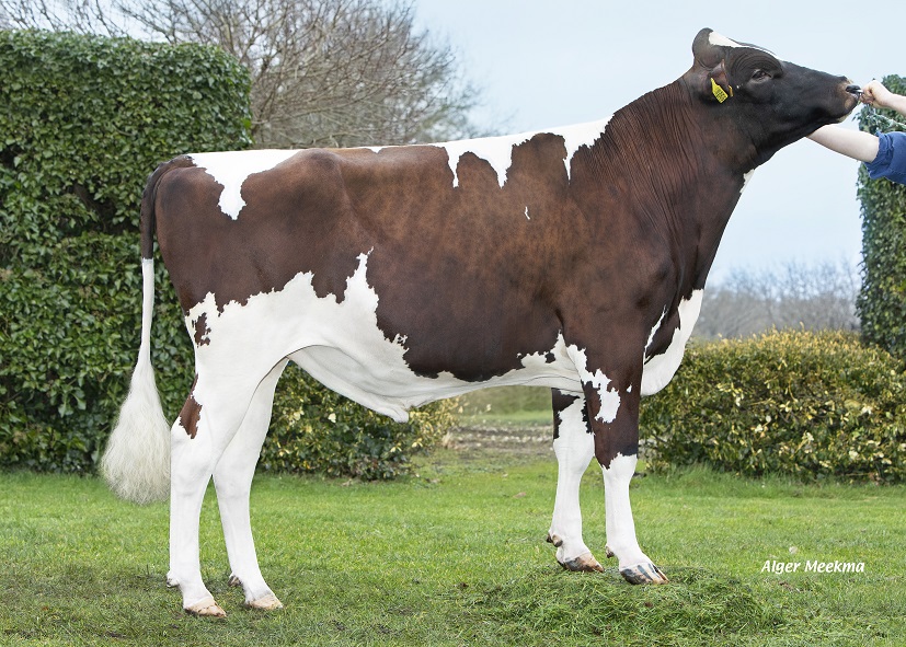 Monte Video: K.I. Kampen-Spitzenbulle in mehrere Hinsichten!