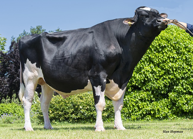 Verbleiberaten der K.I. Kampen-Bullen!