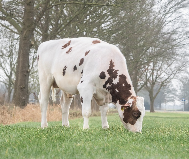 Neuigkeuten Zuchtwertschätzung: Elevate höchster NVI-Bulle mit Kälbern in den Niederlanden, Elyan hoher Newcomer!